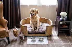 Maybe you would like to learn more about one of these? Best Dog Friendly Hotels Uk Telegraph Travel