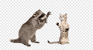 Aggressive cat won't share with raccoon. Raccoon Squirrel Graphy Raccoons And Cat Fight Mammal Cat Like Mammal Carnivoran Png Pngwing