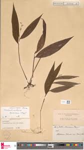 Image result for Acroceras