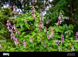 Image result for Ocimum labiatum