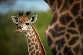 I have only seen a giraffe mating once before and i am interested to hear if any of you have had the fortunate experience of witnessing such a rare badges are awarded for achieving various things and come with a bunch of points in tow. 12 Things You Might Not Know About Giraffes Mystart