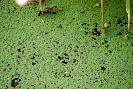 Image result for Azolla pinnata