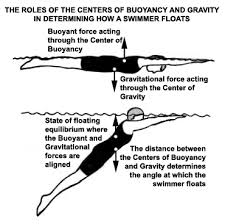 swimming science bulletin