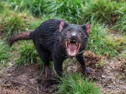 Although scientists are not certain why tasmanian devils were originally driven from the mainland, the disruption of their ecosystem by human hunters and dingoes is considered a likely cause. 10 Amazing Facts About The Tasmanian Devil