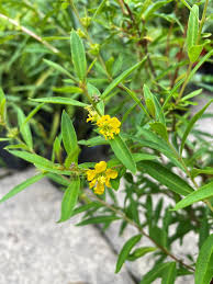 Image result for Heimia salicifolia