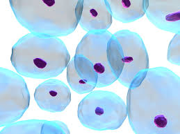 Maybe you would like to learn more about one of these? The Structure And Functions Of A Cell Nucleus Explained Biology Wise