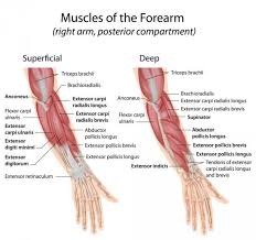 Fixing The Flip Side Of Grip Strength Issues Tight Extensors Forearm Muscles Tennis Elbow Muscle Anatomy