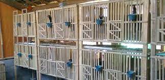 Kandang yang baik yaitu kandang yang bisa jadi tempat hidup nyaman untuk ayam bangkok. Ukuran Ideal Untuk Kandang Ayam Bangkok Aduan
