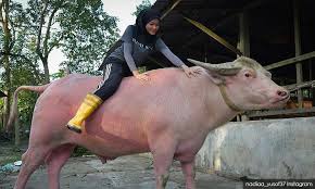 Sini pantatmu taro di muka aku: Malaysiakini Alkisah Gadis Kerbau Pink Dengan Kerbau Balar Bernama Awang