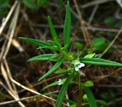 Image result for Bacopa floribunda