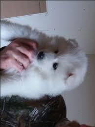Has he tried a pet store? Eskies