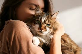 Hal ini berasal dari beberapa catatan yaitu dalam islam kucing diperbolehkan, melihat bahwa rasulluhlah, sahabat, dan istri nabi juga. Ini Dia 15 Pahala Memelihara Kucing Yang Wajib Diketahui