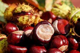 We did not find results for: Castagne Al Forno Ventilato Senza Ammollo Le Preparazione Food Blog