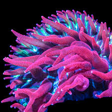 Image result for Nesaea dinteri