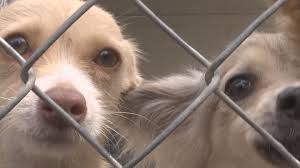 Adopting a pet isn't as easy as walking into a shelter and saying, i choose you. most shelters and rescue organizations want to make sure that their animals go to homes that are appropriate for the pet, and that the new pet's adoptive owners understand the responsibility they're. Saving Train Brings Dozens Of Dogs To The Rogue Valley Kobi Tv Nbc5 Koti Tv Nbc2
