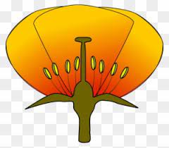 52 unlabeled flower diagram items with top resolutions. Flower Diagram Clip Art Wiring Diagram For Light Switch Unlabeled Diagram Of A Flower Free Transparent Png Clipart Images Download