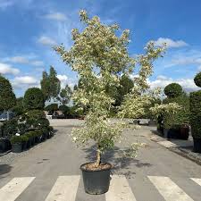 Image result for Acer negundo