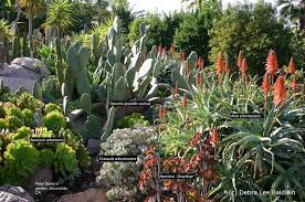 One of a kind, exotic, large cactus plants. Fire Wise Succulents Details Photos Labelled Varieties Debra Lee Baldwin Succulent Expert