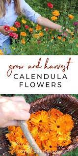 Pin On Growing A Flower Garden