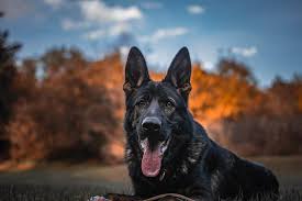 These dogs are purebreed but will not be sold with papers. What You Need To Know Before Getting A Czech German Shepherd K9 Web