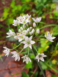 Image result for Nothoscordum borbonicum