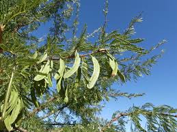Image result for Acacia luederitzii