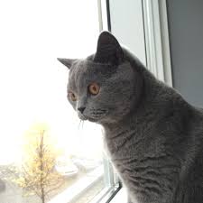 Lufti British Short Hair Cat Blue Kedi