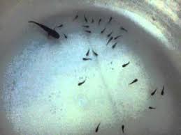 Black Baby Molly Fish Youtube