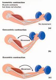 Muscle Contractions Muscle Contraction A Muscle Contraction Also Known As A Muscle Isometric Contraction Hand Therapy Types Of Muscles