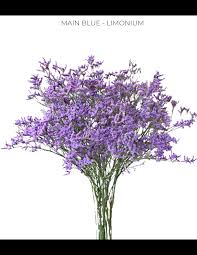 Image result for Limonium
