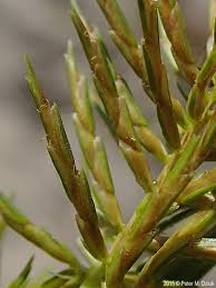 Image result for Cyperus zollingeri