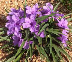 We did not find results for: Plant Of The Week September 13 2018 Mexican Petunia Neil Sperry S Gardens