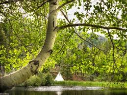 This business listing is provided by 7 Day Power Of Nature Ayurveda And Yoga Retreat In Montana Usa Bookyogaretreats Com
