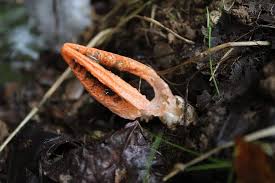 Image result for Pseudocolus schellenbergiae