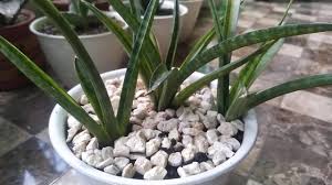 Image result for Sansevieria dooneri