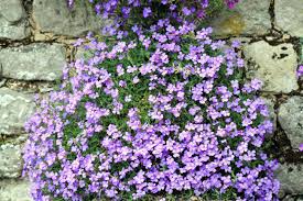 All parts of this plant is extremely poisonous. Purple Flowers On Climbing Plant Stock Photo Picture And Royalty Free Image Image 4711893