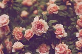 Search more natures wallpaper wallpapers at related section or right panel. High Resolution Vintage Flower Wallpaper