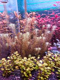 Image result for Mayaca