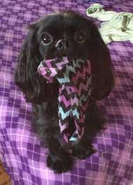 We did not find results for: 580 Cavalier Spaniels Ideas King Charles Spaniel Cavalier King Charles Spaniel Cavalier