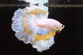 Jika dikelompokkan, ikan cupang terbagi atas tiga golongan, yakni ikan cupang hias. Betta Sp Ikan Cupang Steemit