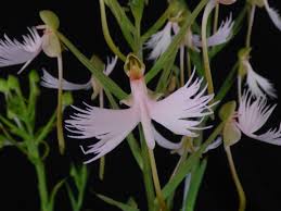Image result for Habenaria arenaria