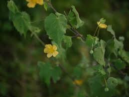 Image result for Abutilon indicum