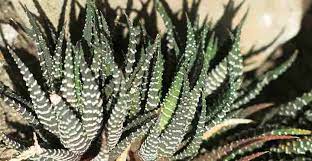 If your plant likes its location, you will get plenty of offspring. Haworthia Fasciata Zebra Haworthia Or Zebra Plant Succulent Care