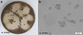 Image result for Botrytis cinerea