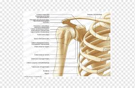 Posted on december 13, 2018december 12, 2018. Anterior Humeral Circumflex Artery Thorax Shoulder Anatomy Coronal Plane Collum Angle Text Hand Png Pngwing