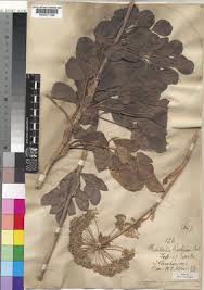 Image result for Diplolophium africanum