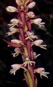 Image result for Satyrium trinerve