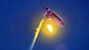 All firefly passengers shall be required to wear face mask in airports and on board flights effective from 23rd april 2020. Annual Firefly Season Is Peaking In Pennsylvania The Morning Call