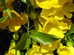 Image result for Dolichandra unguis-cati