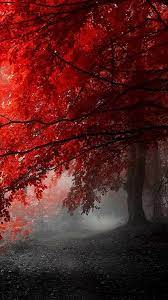 Nature Photography Google Nature Photography Nature Beautiful Tree